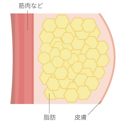 脂肪細胞の状態
