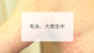 毛虫、大発生中